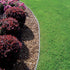 Black Diamond Lawn Edging